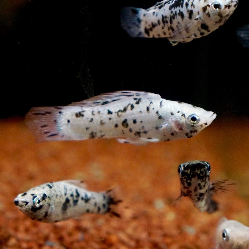 Ihr Aquaristik Fachgeschäft: Fische, Pflanzen und mehr - Dalmatiner Molly,  Poecilia sphenops var. dalmatiner